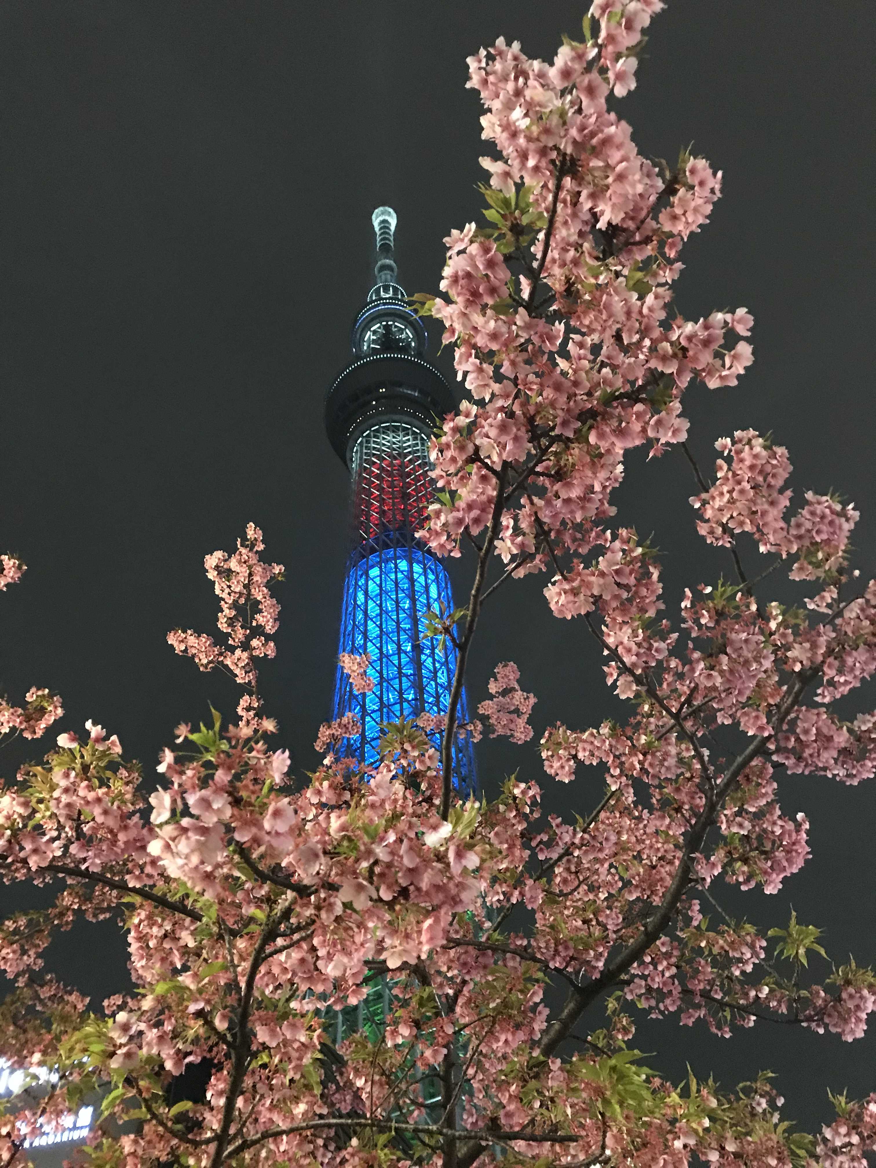 樱花