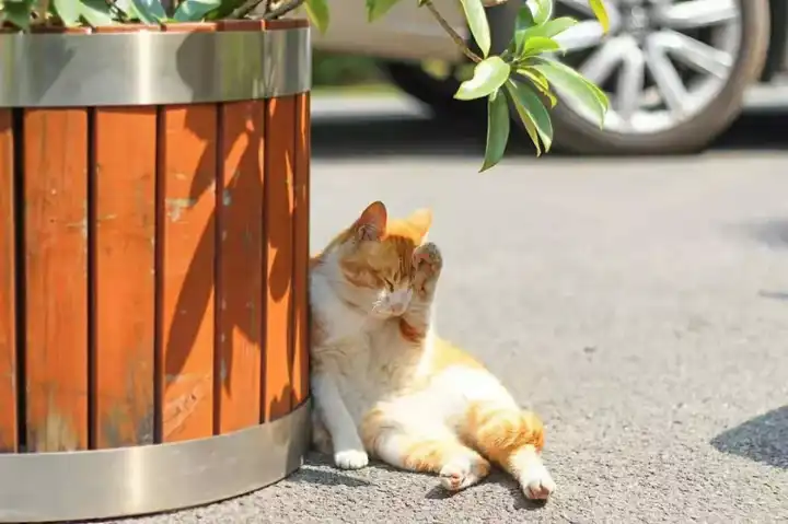 晒太阳的猫