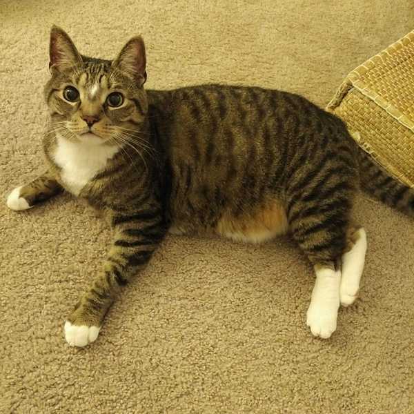 中华狸花猫跟名贵的宠物猫差别在哪