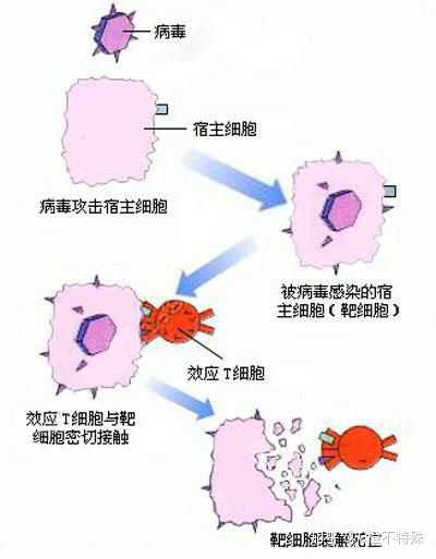 简化就是城堡里面的人被感染成丧尸了,病毒藏在里面,效应t细胞就