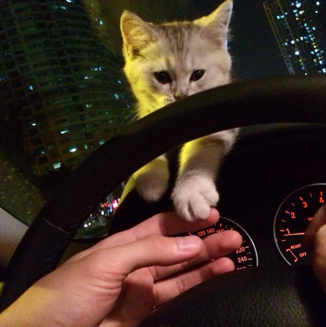 有一只超黏人的猫咪是什么样的体验? - 粒粒的