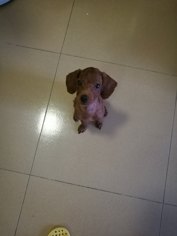 养一只泰迪犬是什么体验?