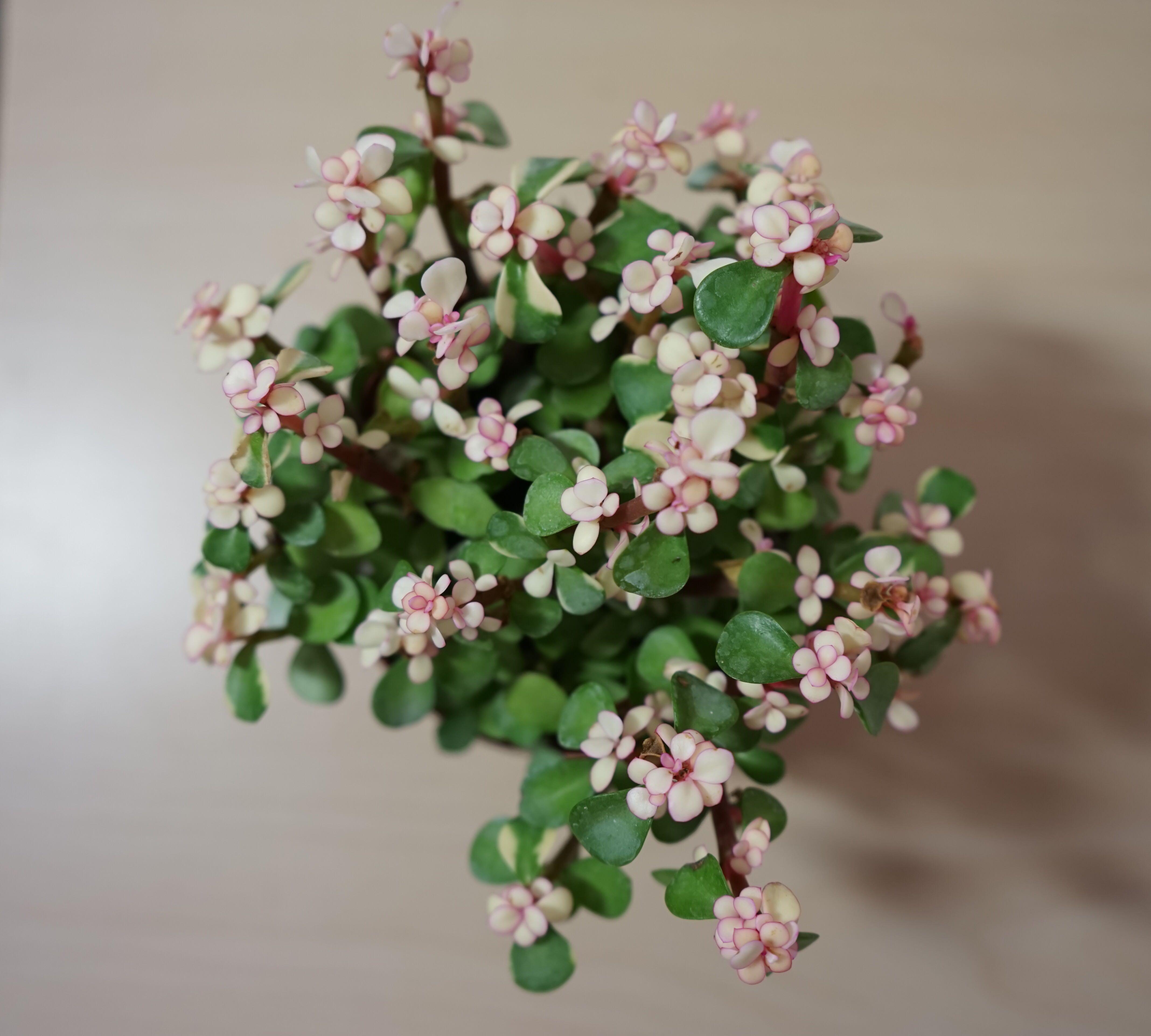 有哪些好看好养的多肉,新手入坑应该养哪些?