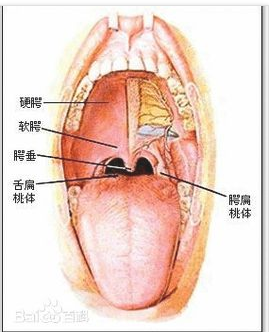 当我们张开嘴巴时就可以看见舌扁桃体和腭扁桃体,舌扁桃体在舌根的