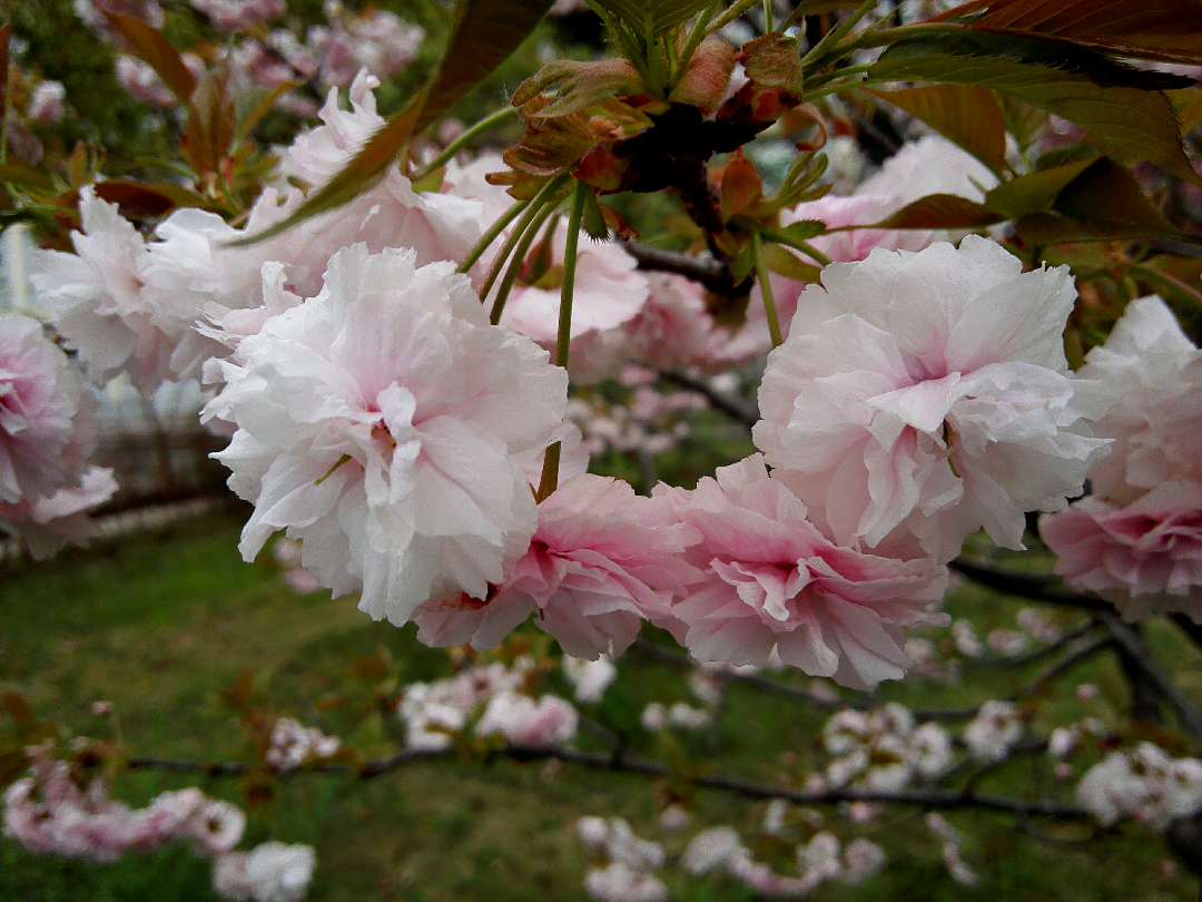 再来说樱花和桃花的区别,初看它们的确有很大的相似度,毕竟是同是李