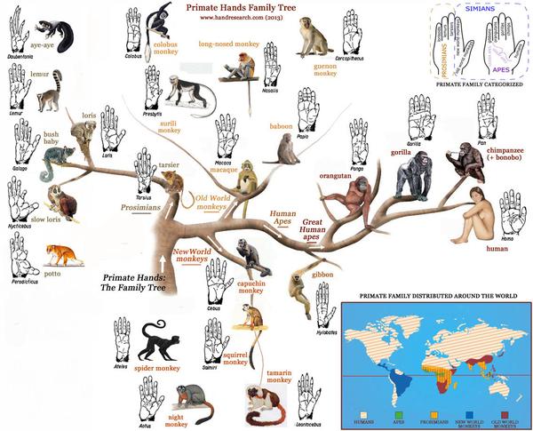 既然人类是由猴子(猩猩)进化而来,那为什么世界上还会有猴子(猩猩?