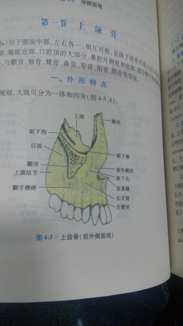 颏同下颌,就是下巴骨至于颔是什么,书上没有相关的定义,我认为应该