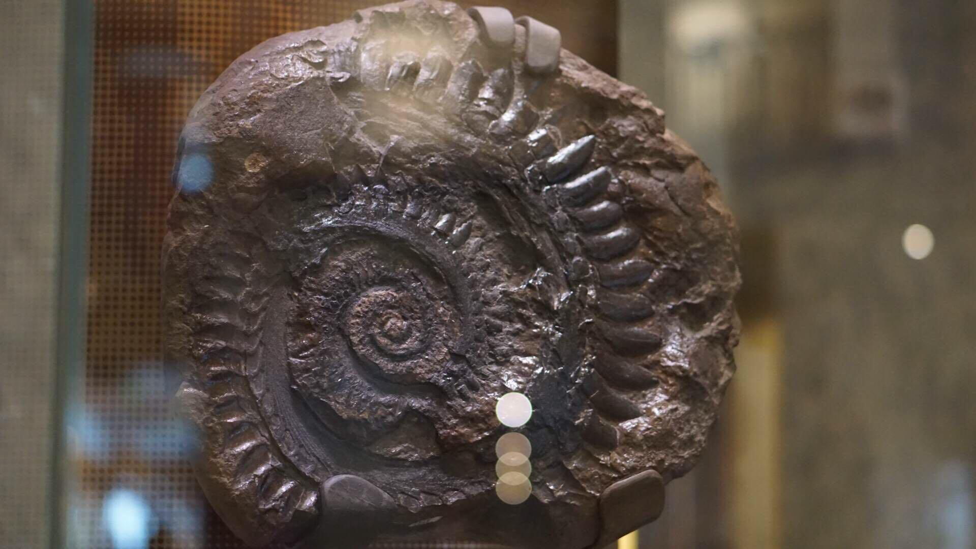 这个化石是什么动物?