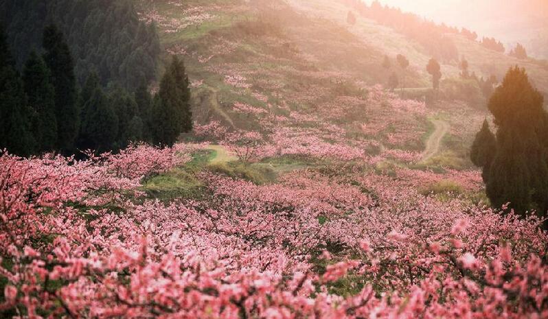 中国最美的春天在哪里?