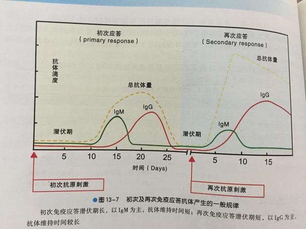 另一方面,如下图(截取于人卫第七版《医学免疫学》),免疫应答产生
