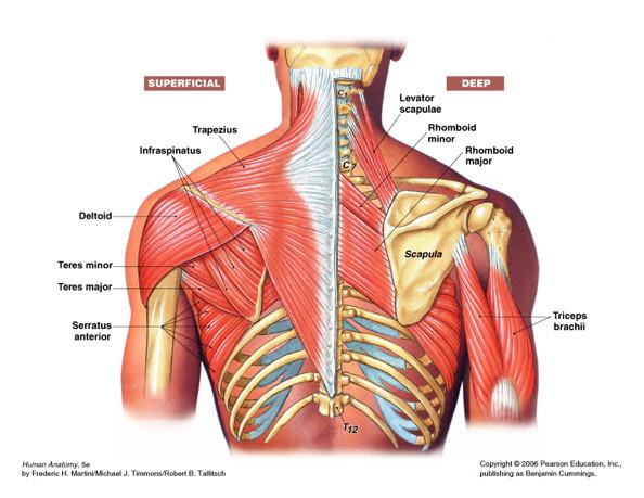 背后腰部向上,靠近脊柱部位酸疼怎么回事?