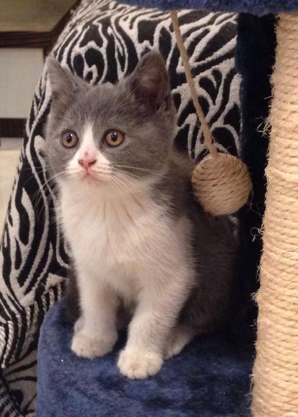 中华田园猫的颜值可以多高?