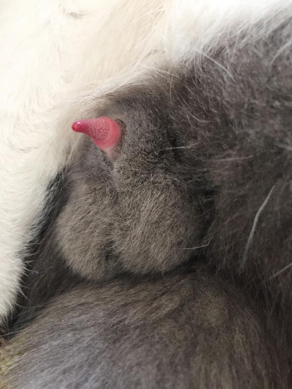 为何狗交配静悄悄,而猫的交配如此撕心裂肺恐怖嚎叫?