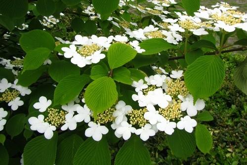 绣球花木绣球琼花和绣球荚蒾有何区别