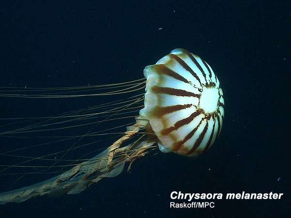 隶属钵水母纲 medusozoa;旗口水母目 semaeostomeae.
