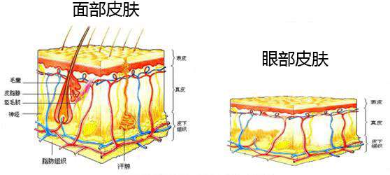 眼霜真的有用吗？图2
