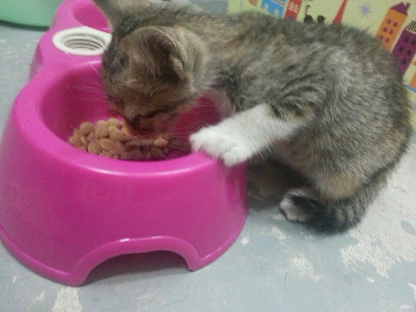 有一个非常喜欢猫的男\/女朋友是怎么样的一种