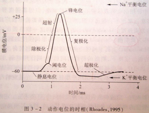 状态逐步消除; 超射(反极化):膜位发生反转的部分(0- 30mv); 峰电位