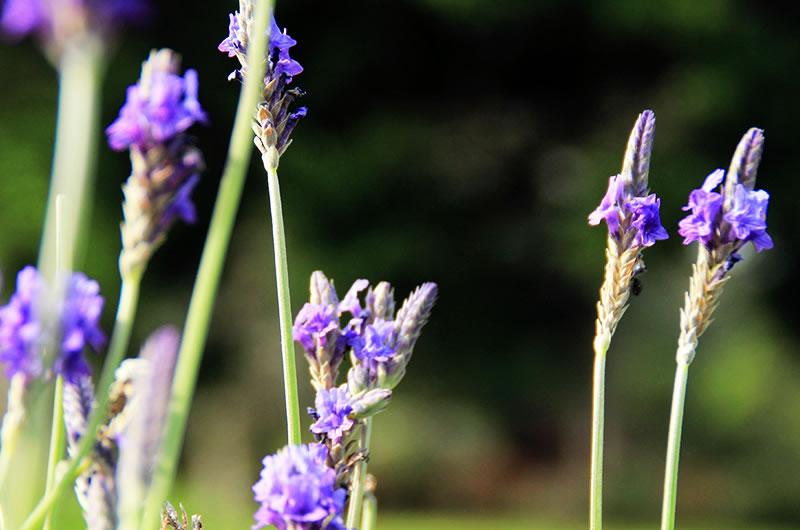 以及叶子毛茸茸带齿的 齿叶薰衣草 lavandula dentata