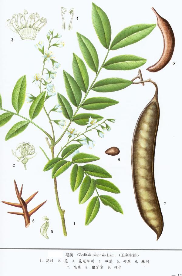 古人没有洗发水,是<em>用什么洗头发</em>的?(多图)