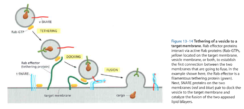 囊泡形成时是如何将细胞内部产生的分子包裹在
