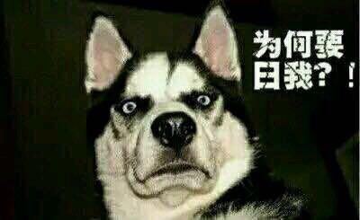 人舔狗,狗会如何反应?