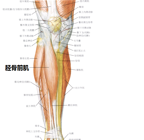 放松主要包括肌肉如下图 放松比目鱼肌(比目鱼肌几乎包裹了整个小腿