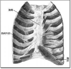止:下一个肋骨上缘,后方肌束只到肋角