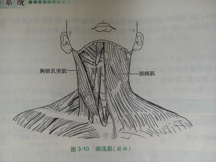 请详细解释一下胸锁乳突肌一侧收缩,使头屈向同侧,面转向对侧,双侧肌