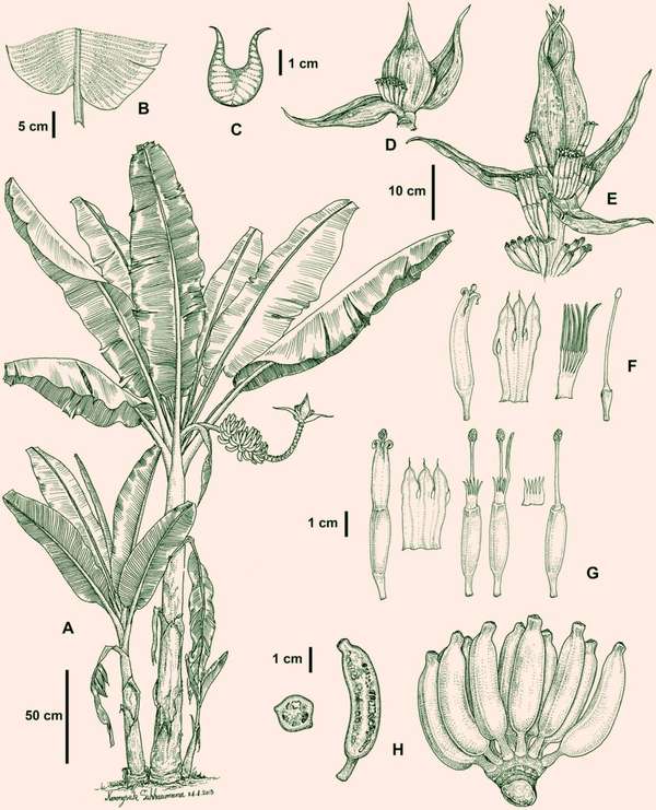 现代植物分类学发现新物种的记录是否还依赖手绘图像