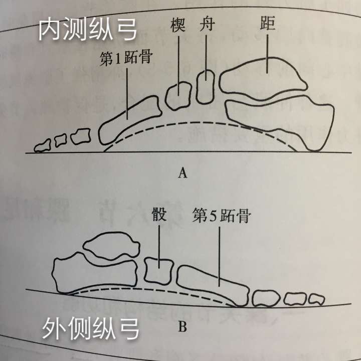 足弓的作用