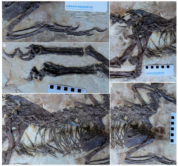 还有今年新发现的振元龙,羽毛清晰的可以直接在化石上看见—— 越来越