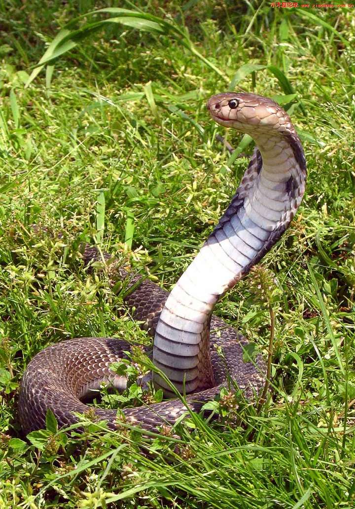 下图是加州王蛇: 同理,中国的王锦蛇(菜花蛇,臭青公,大臭蛇)