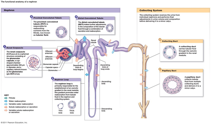 肾主功能由肾单位(nephron)实现,部分结构的主要功能如上图所示.