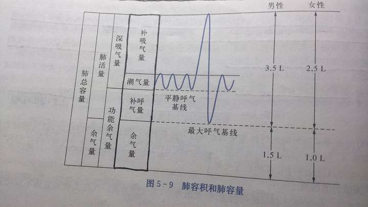 请问成熟的人肺正常呼吸一次的量是以潮气量来计算的还是以肺活量来