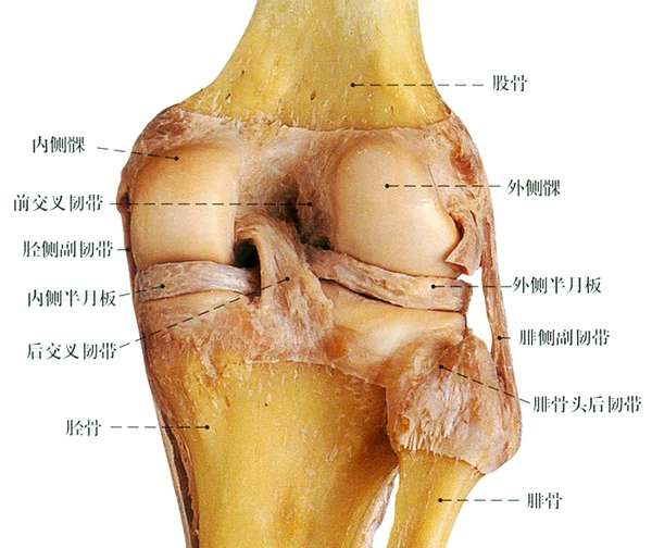 面在矢状面,主要功能是屈和伸,咱们看上图可以清楚知道,半月板位于