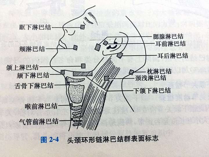 脖子淋巴结有些大已经10多年了不痛不痒偶尔感冒生病会有些胀近期发现