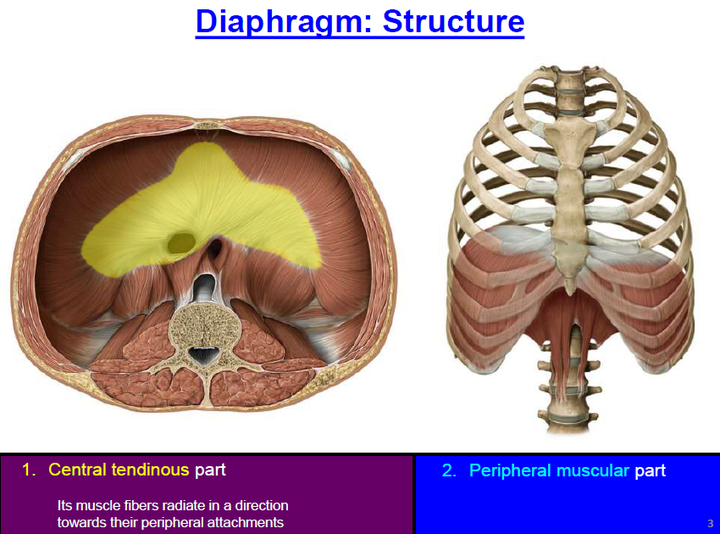 作为你呼吸的肌肉老大,横膈膜(diaphragm)由两部分组成.具体如图. 1.