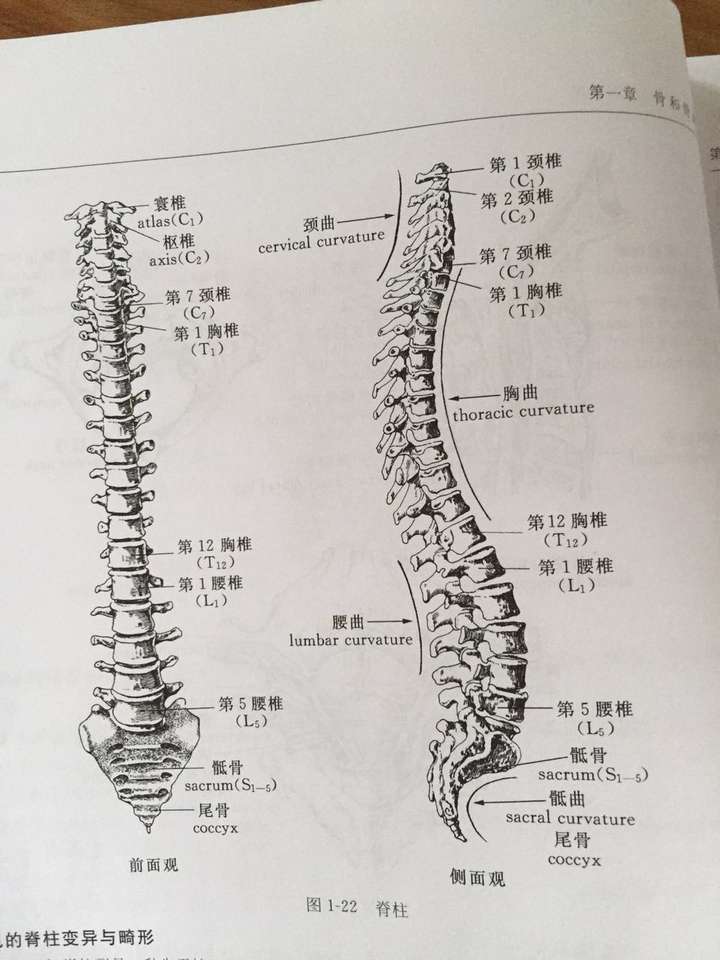 左边一张图是人体正面的曲线,基本是直的.