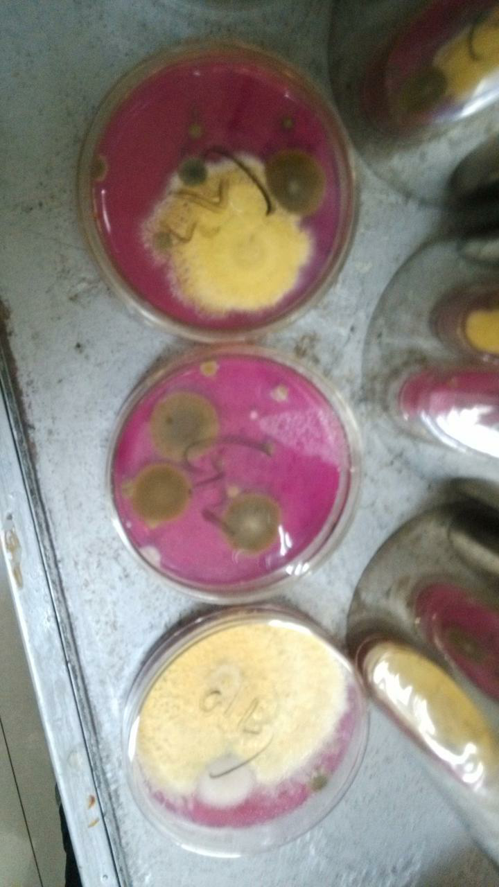 嗜热链球菌属等,市面上卖的酸奶里添加的一般都是保加利亚乳杆菌,嗜热