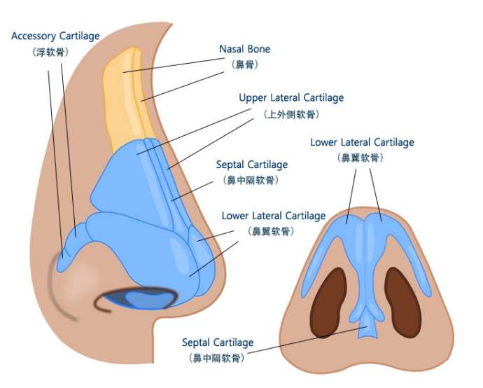 众所周知, 鼻部有许多软骨~~如图示