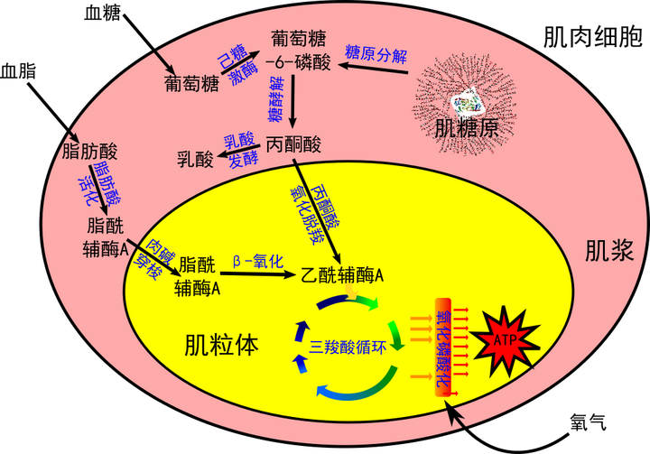 上述代谢途径的图形化表示请见下图: 我们可见, 有氧呼吸即可利用