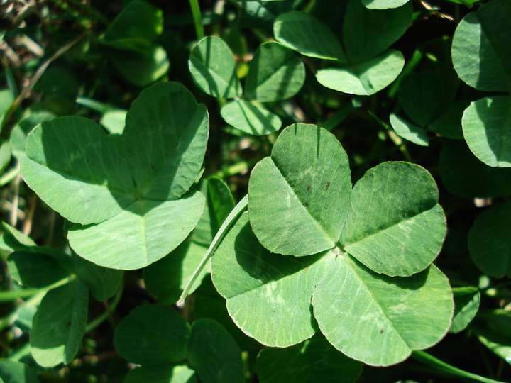 英语「clover」到底是四叶草还是三叶草?