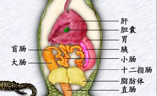 上图为爬行动物石龙子的消化系统,从形态可见大小肠已经分化