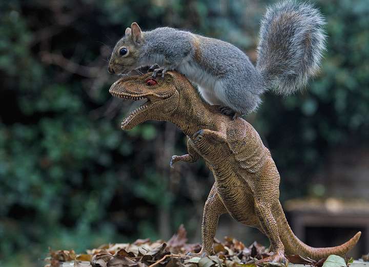 朋友在加拿大 在家后面看到的动物脚印 长15cm左右 这是什么动物?