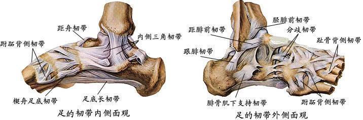 这是由于踝关节解剖结构所决定的,外侧的韧带较内侧韧带薄弱,内翻肌群