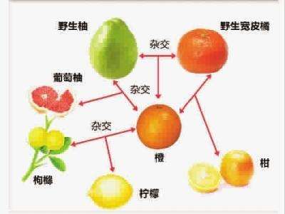橘子橘柑橙子柑子柚子有什么区别 知乎