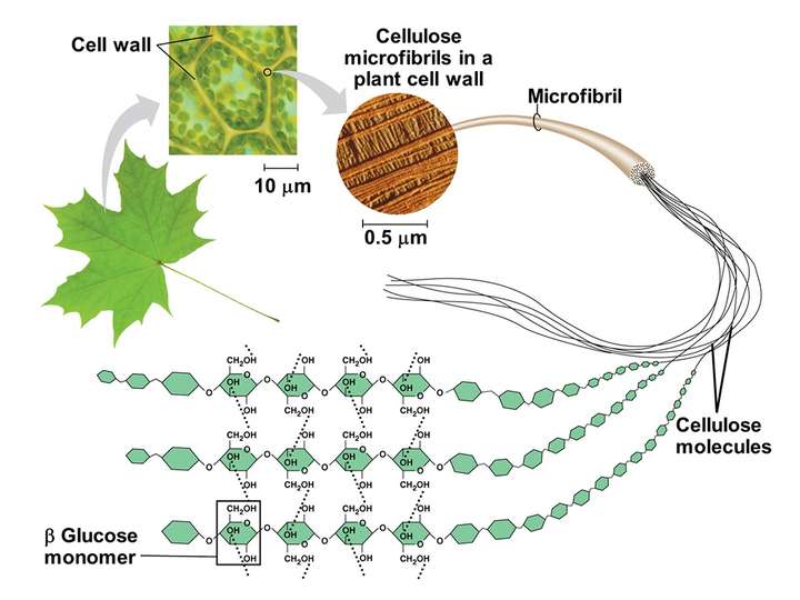 纤维素微纤丝的结构 植物中的纤维素主要是以微纤丝(microfibril)的