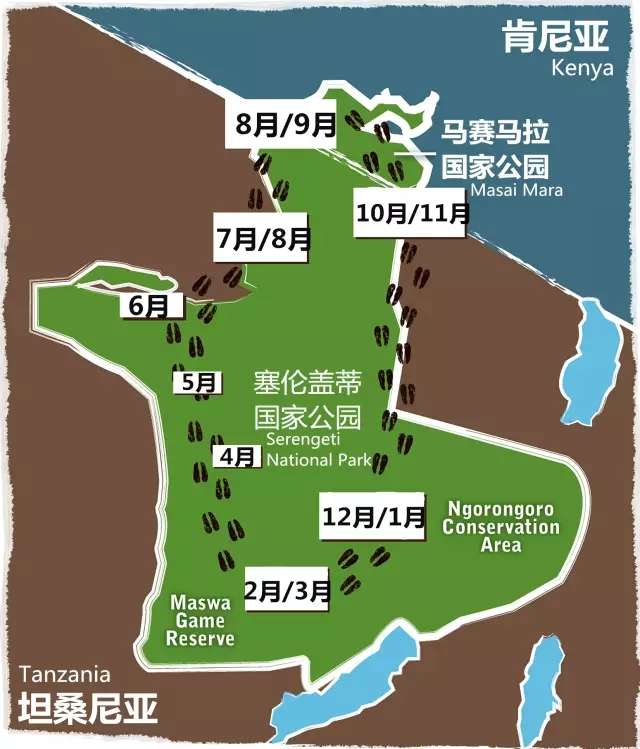 每年12月到次年5月,动物们散布在塞伦盖蒂大草原上 充足的雨水为它们