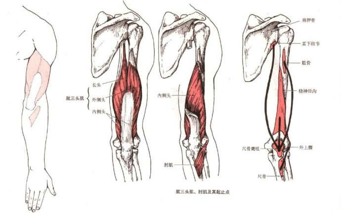 如何将肱三头肌练得饱满有力?